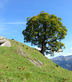 手机攻击器APP下载